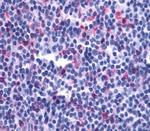 LTB4R2 Antibody in Immunohistochemistry (Paraffin) (IHC (P))