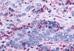 LTB4R2 Antibody in Immunohistochemistry (Paraffin) (IHC (P))