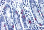 MLNR Antibody in Immunohistochemistry (Paraffin) (IHC (P))