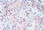 MLNR Antibody in Immunohistochemistry (Paraffin) (IHC (P))