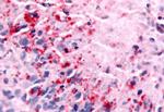 NEK7 Antibody in Immunohistochemistry (Paraffin) (IHC (P))