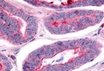 NEK7 Antibody in Immunohistochemistry (Paraffin) (IHC (P))