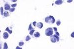 NPY5R Antibody in Immunocytochemistry (ICC/IF)