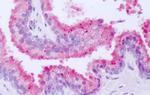 NR1D1 Antibody in Immunohistochemistry (Paraffin) (IHC (P))