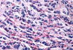 Opsin 3 Antibody in Immunohistochemistry (Paraffin) (IHC (P))