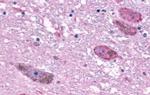 Opsin 3 Antibody in Immunohistochemistry (Paraffin) (IHC (P))