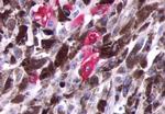 Opsin 5 Antibody in Immunohistochemistry (Paraffin) (IHC (P))