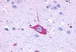 Opsin 5 Antibody in Immunohistochemistry (Paraffin) (IHC (P))