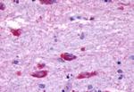 Opsin 5 Antibody in Immunohistochemistry (Paraffin) (IHC (P))