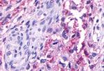 Opsin 5 Antibody in Immunohistochemistry (Paraffin) (IHC (P))