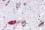 OR10R2 Antibody in Immunohistochemistry (Paraffin) (IHC (P))