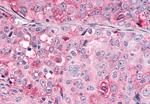 OR10R2 Antibody in Immunohistochemistry (Paraffin) (IHC (P))