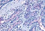 Oxytocin Receptor Antibody in Immunohistochemistry (Paraffin) (IHC (P))