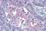 P2Y4 Antibody in Immunohistochemistry (Paraffin) (IHC (P))