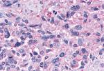 NPY4R Antibody in Immunohistochemistry (Paraffin) (IHC (P))