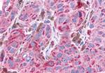 NPY4R Antibody in Immunohistochemistry (Paraffin) (IHC (P))