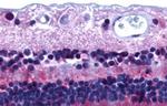 PTGDR Antibody in Immunohistochemistry (Paraffin) (IHC (P))