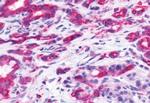 PTGDR Antibody in Immunohistochemistry (Paraffin) (IHC (P))