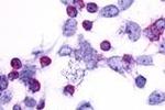 PTGER4 Antibody in Immunocytochemistry (ICC/IF)