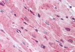 QSOX2 Antibody in Immunohistochemistry (Paraffin) (IHC (P))