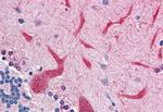 QSOX2 Antibody in Immunohistochemistry (Paraffin) (IHC (P))