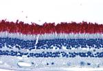 Rhodopsin Antibody in Immunohistochemistry (Paraffin) (IHC (P))