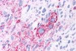 ROR gamma Antibody in Immunohistochemistry (Paraffin) (IHC (P))