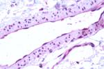 S1P1 Antibody in Immunohistochemistry (Paraffin) (IHC (P))