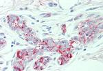 SLC4A2 Antibody in Immunohistochemistry (Paraffin) (IHC (P))