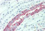 SLC4A2 Antibody in Immunohistochemistry (Paraffin) (IHC (P))