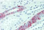 SLC4A2 Antibody in Immunohistochemistry (Paraffin) (IHC (P))