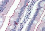 SGLT1 Antibody in Immunohistochemistry (Paraffin) (IHC (P))