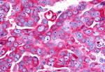 TAAR6 Antibody in Immunohistochemistry (Paraffin) (IHC (P))