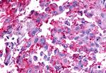 TAAR6 Antibody in Immunohistochemistry (Paraffin) (IHC (P))