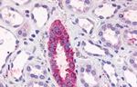 TAAR6 Antibody in Immunohistochemistry (Paraffin) (IHC (P))