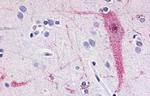 TAAR6 Antibody in Immunohistochemistry (Paraffin) (IHC (P))