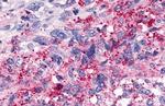 TAAR6 Antibody in Immunohistochemistry (Paraffin) (IHC (P))