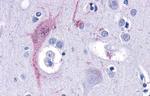 TAAR9 Antibody in Immunohistochemistry (Paraffin) (IHC (P))