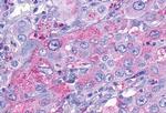 TAAR9 Antibody in Immunohistochemistry (Paraffin) (IHC (P))