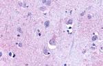 TAAR9 Antibody in Immunohistochemistry (Paraffin) (IHC (P))