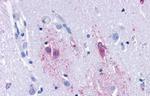 TAAR9 Antibody in Immunohistochemistry (Paraffin) (IHC (P))