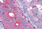 TAS1R1 Antibody in Immunohistochemistry (Paraffin) (IHC (P))