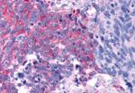 TAS1R2 Antibody in Immunohistochemistry (Paraffin) (IHC (P))