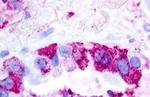 Urotensin II Receptor Antibody in Immunohistochemistry (Paraffin) (IHC (P))