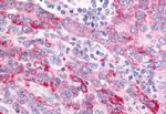 WNT8A Antibody in Immunohistochemistry (Paraffin) (IHC (P))