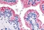 WNT8A Antibody in Immunohistochemistry (Paraffin) (IHC (P))