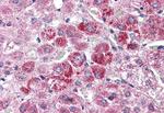 WNT9A Antibody in Immunohistochemistry (Paraffin) (IHC (P))