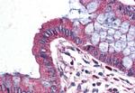 WNT9A Antibody in Immunohistochemistry (Paraffin) (IHC (P))