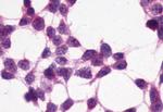 XPR1 Antibody in Immunocytochemistry (ICC/IF)