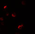 YPEL1 Antibody in Immunocytochemistry (ICC/IF)